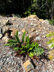 Polystichum imbricans imbricans