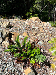 Polystichum imbricans imbricans