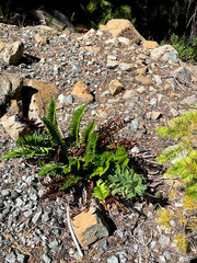 Polystichum imbricans imbricans