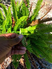 Polystichum imbricans imbricans