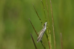 Minetia adamczewskii