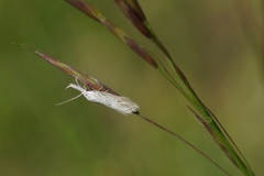 Minetia adamczewskii