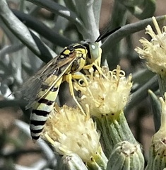 Bembicina