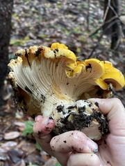 Cantharellus cascadensis