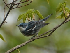 Setophaga cerulea