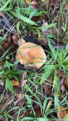 Lactarius xanthogalactus
