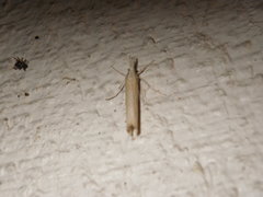 Lepidoptera
