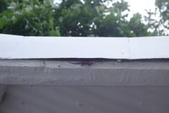 Lygodactylus capensis