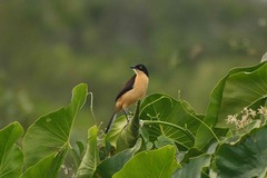 Donacobius atricapilla
