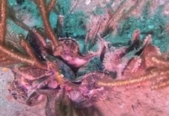 Pteria colymbus