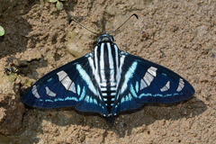 Jemadia gnetus