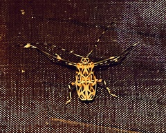Acrocinus longimanus