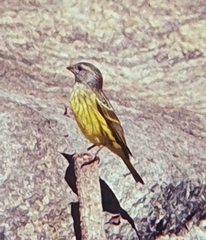 Crithagra hyposticta