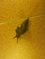 Zachrysia provisoria