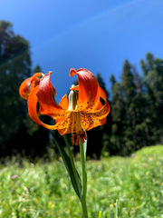 Lilium pardalinum vollmeri