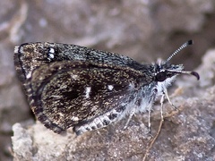 Hesperopsis alpheus