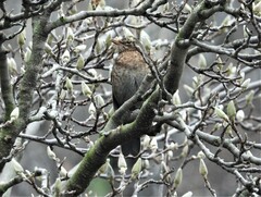 Turdus merula