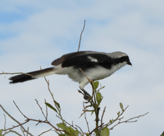 Lanius excubitoroides