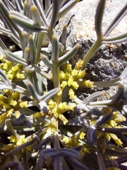 Lignocarpa carnosula