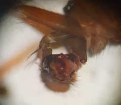 Microneta viaria