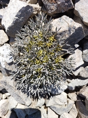 Lignocarpa carnosula