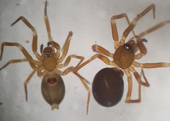 Microneta viaria