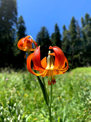 Lilium pardalinum vollmeri