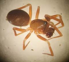 Microneta viaria