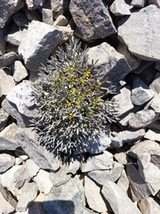 Lignocarpa carnosula