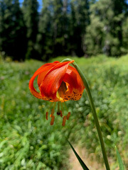 Lilium pardalinum vollmeri