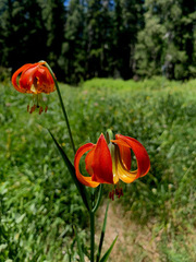 Lilium pardalinum vollmeri