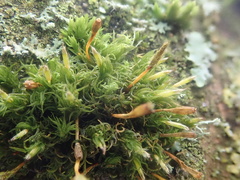 Ulota bruchii