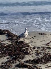 Larus argentatus