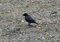 Corvus corone