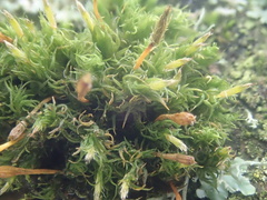 Ulota bruchii
