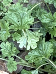 Lamium