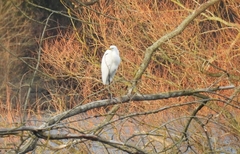 Ardea alba alba