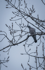 Columba palumbus palumbus