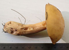 Suillus punctipes
