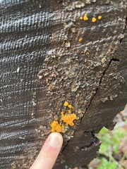 Agaricomycotina