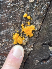 Agaricomycotina