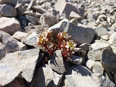 Epilobium pycnostachyum