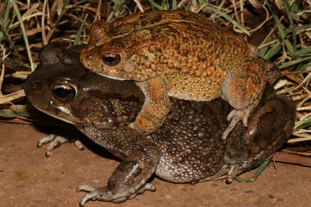 Eastern Olive Toad (Sclerophrys garmani)