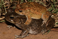 Sclerophrys garmani