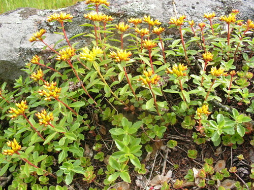 Image of Phedimus kamtschaticus by no rights reserved