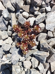 Epilobium pycnostachyum
