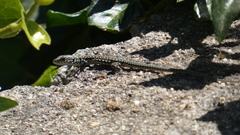 Podarcis guadarramae guadarramae