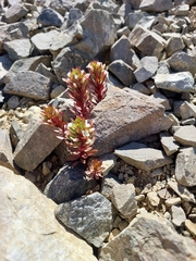 Epilobium pycnostachyum