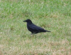 Corvus corone