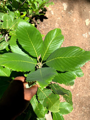 Quercus sadleriana
